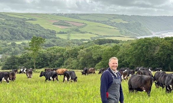 Babbacombe Dairy, man standing in field of cows.